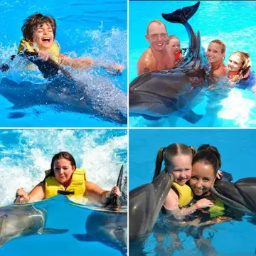 Dolphin Swim