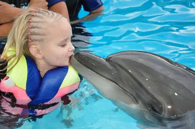 Dolphin Swim